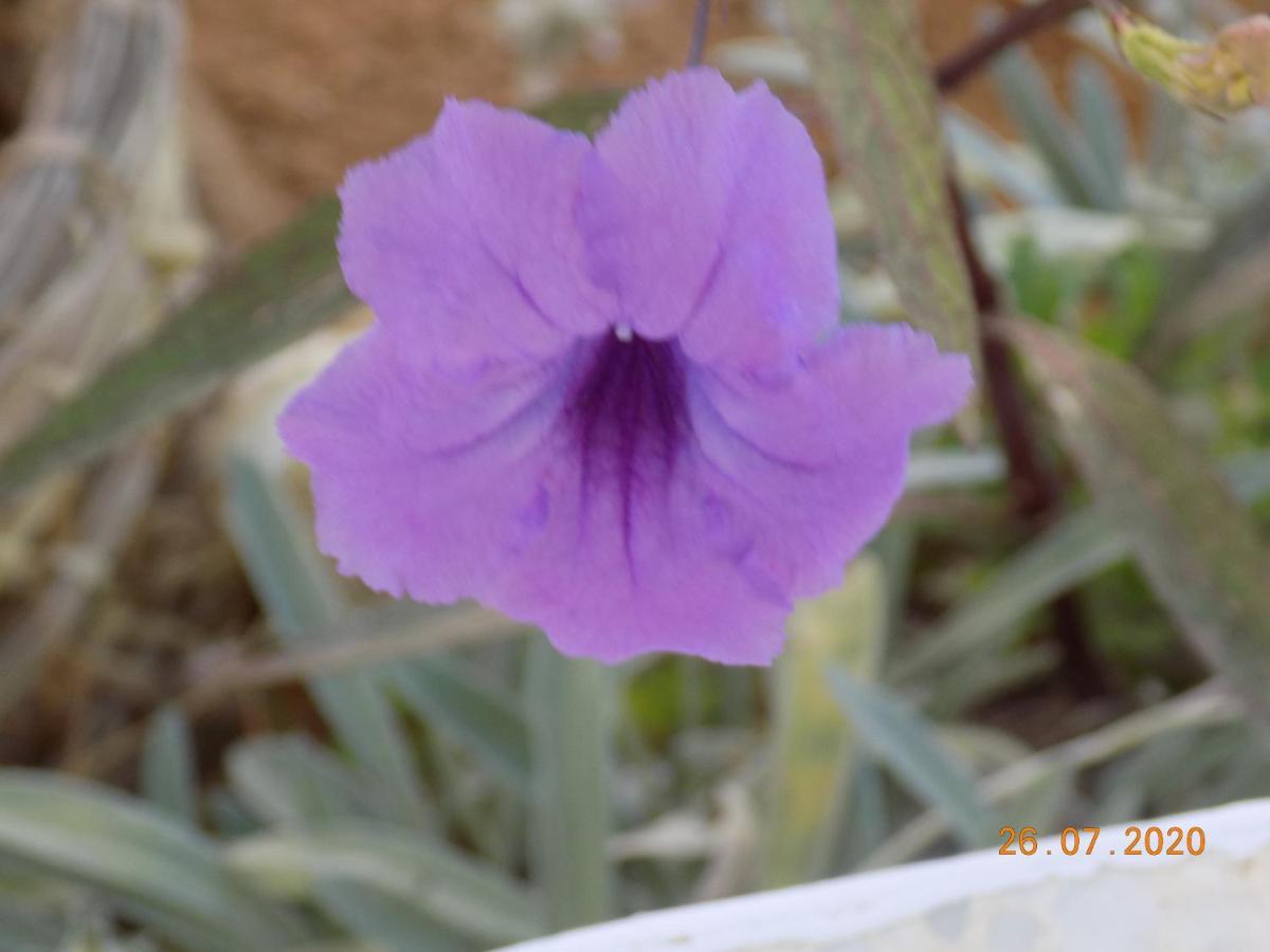 Bed and Breakfast Dar Mamina Sidi ash Shammakh Exterior foto